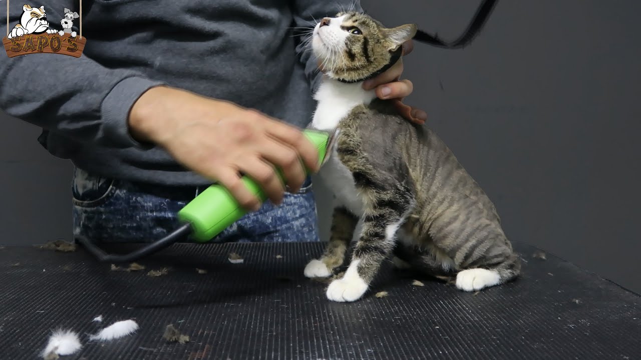 Se le puede cortar el pelo a un gato Cruz Violeta