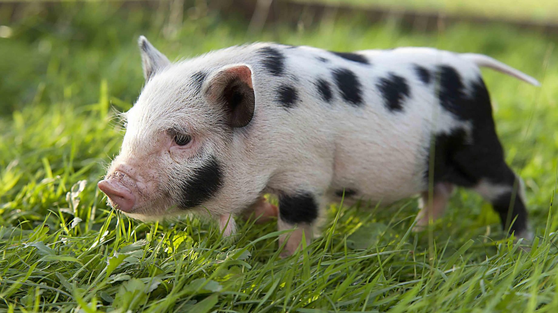 El cerdo vietnamita como mascota