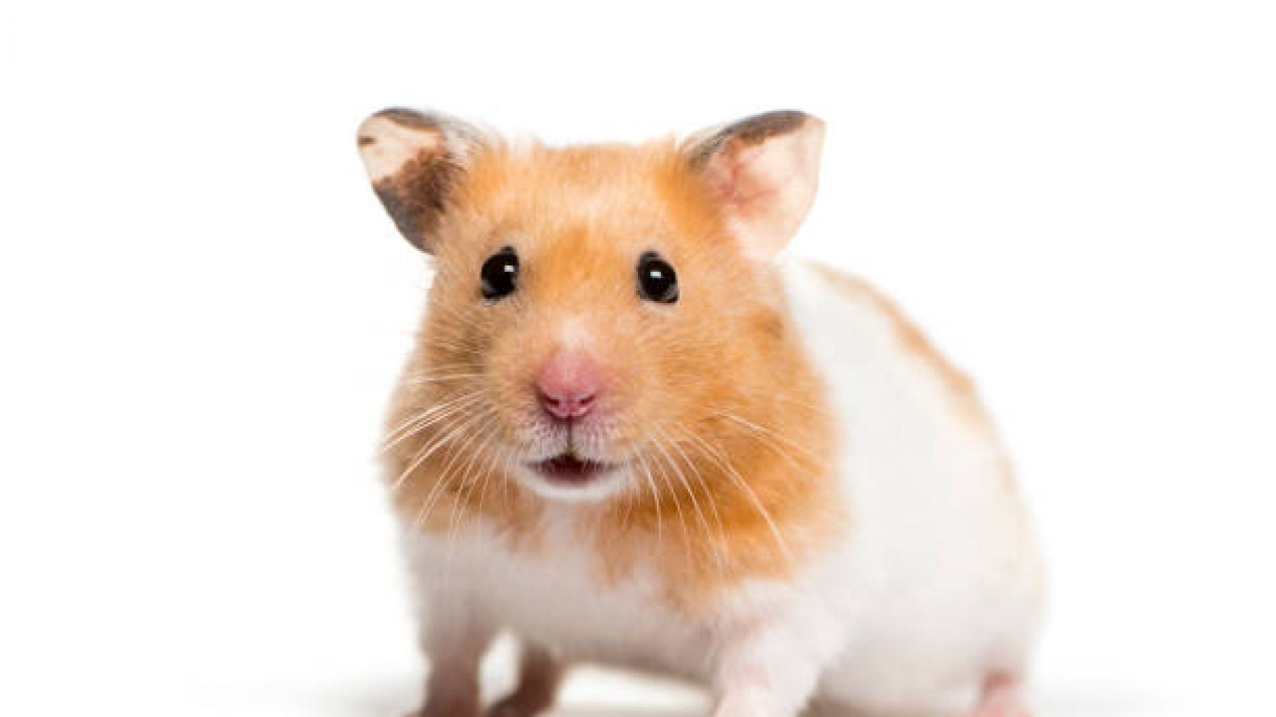 ¿Cuánto vive un hámster?