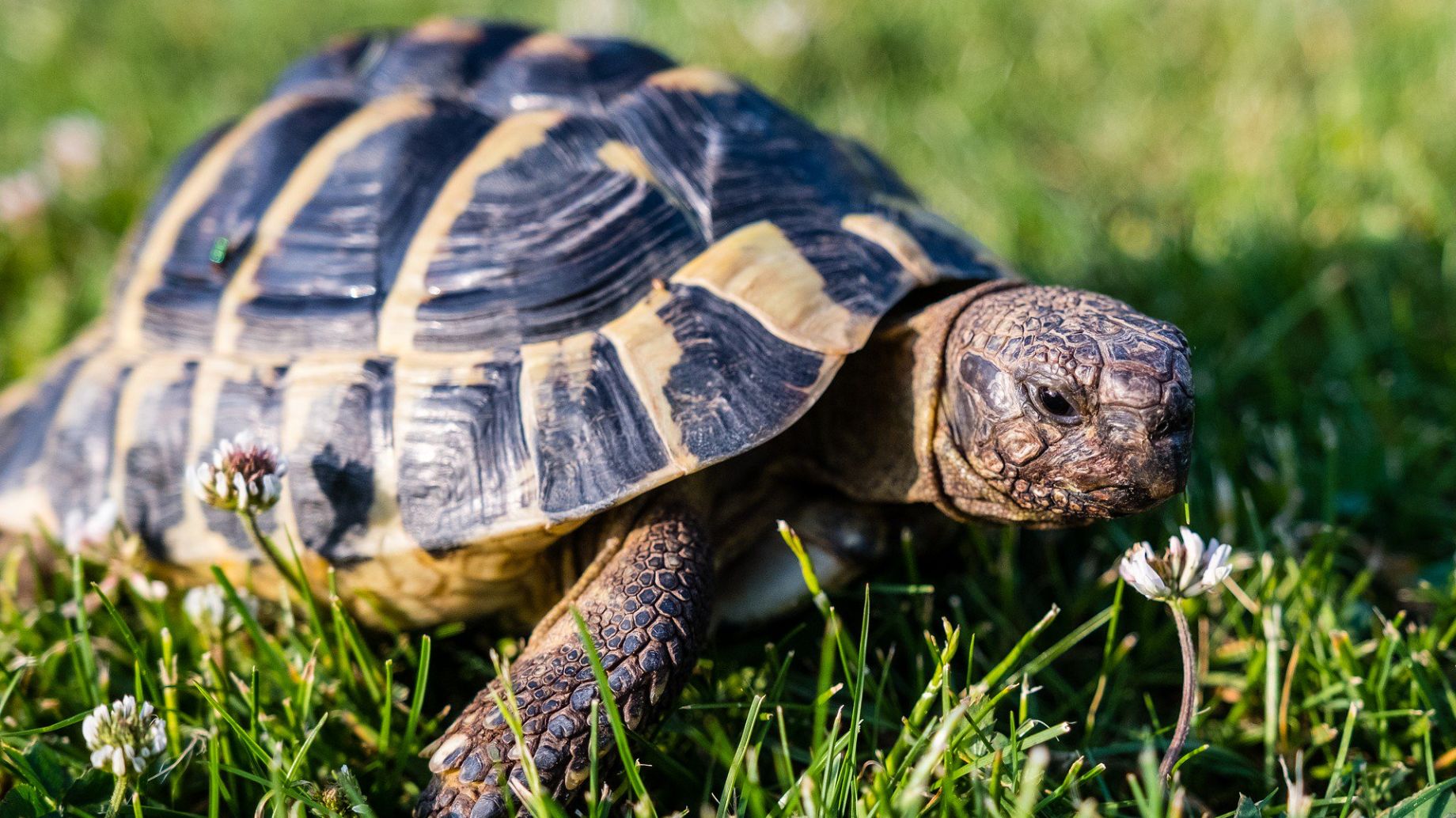 Animales que no deben ser mascotas