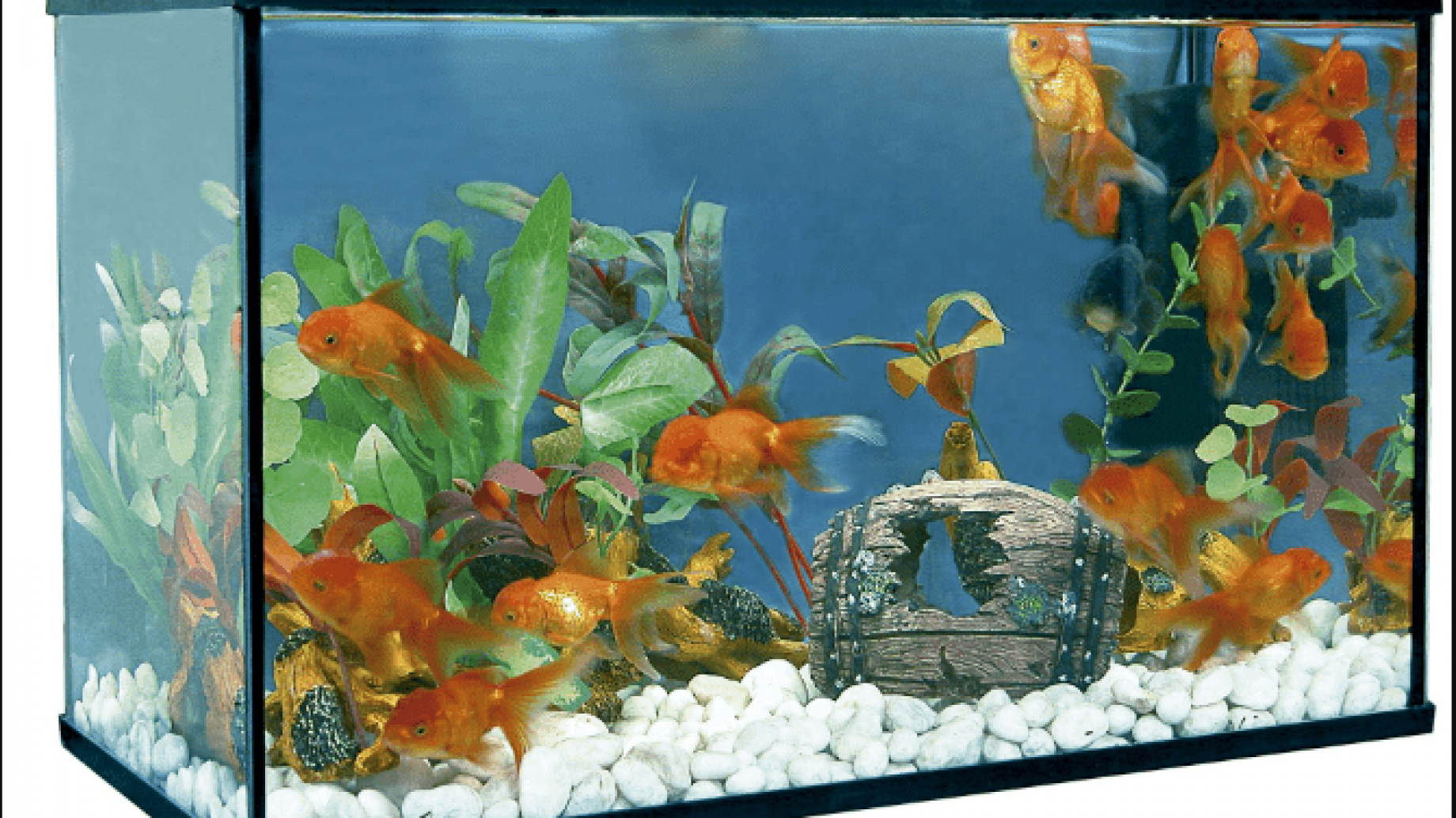 Preparar un acuario de agua fría paso a paso