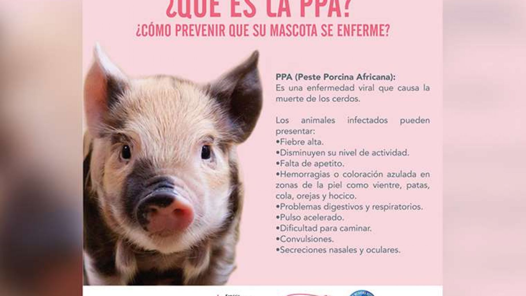 Cuidado con la peste porcina africana