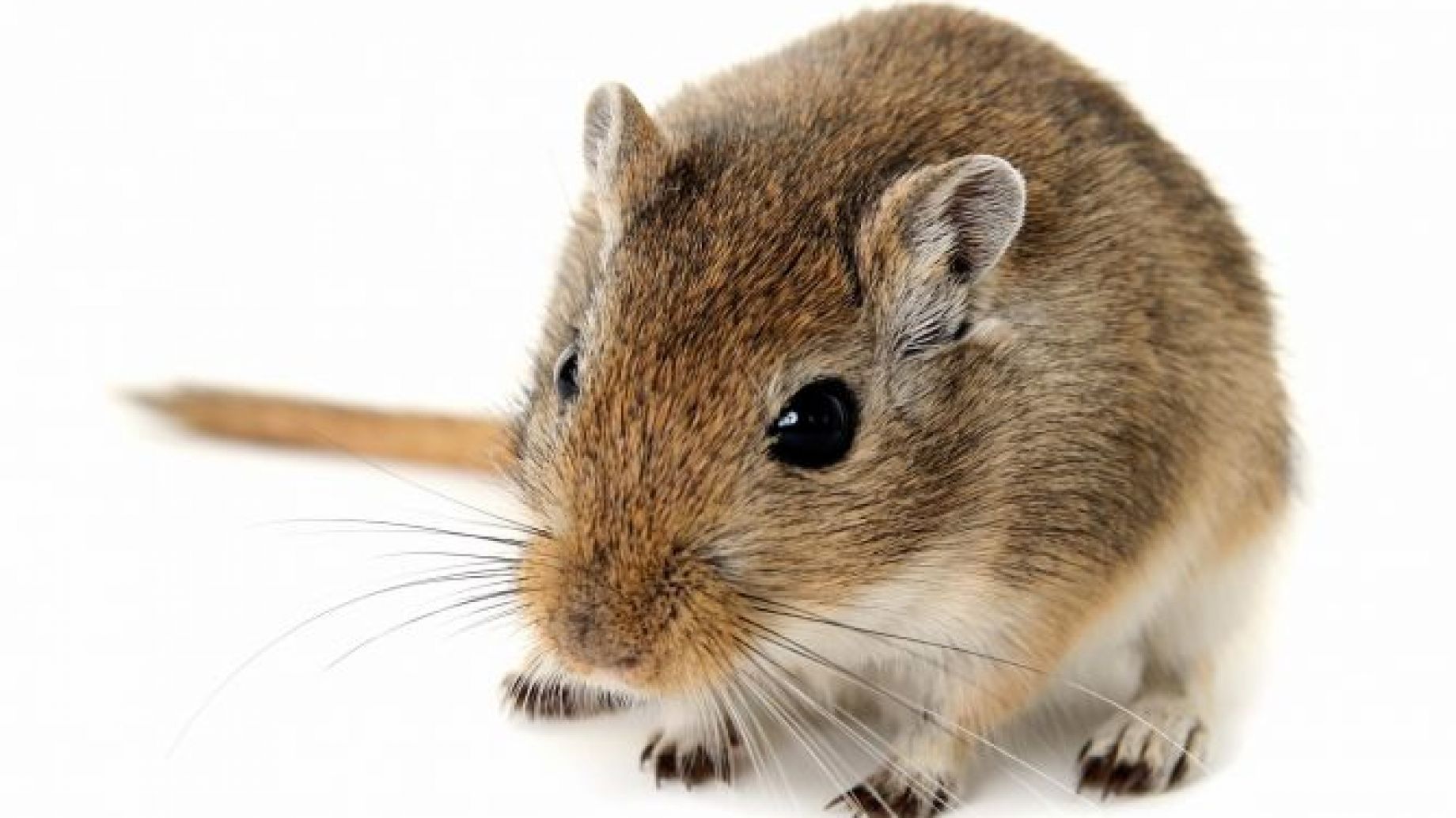 El jerbo como mascota