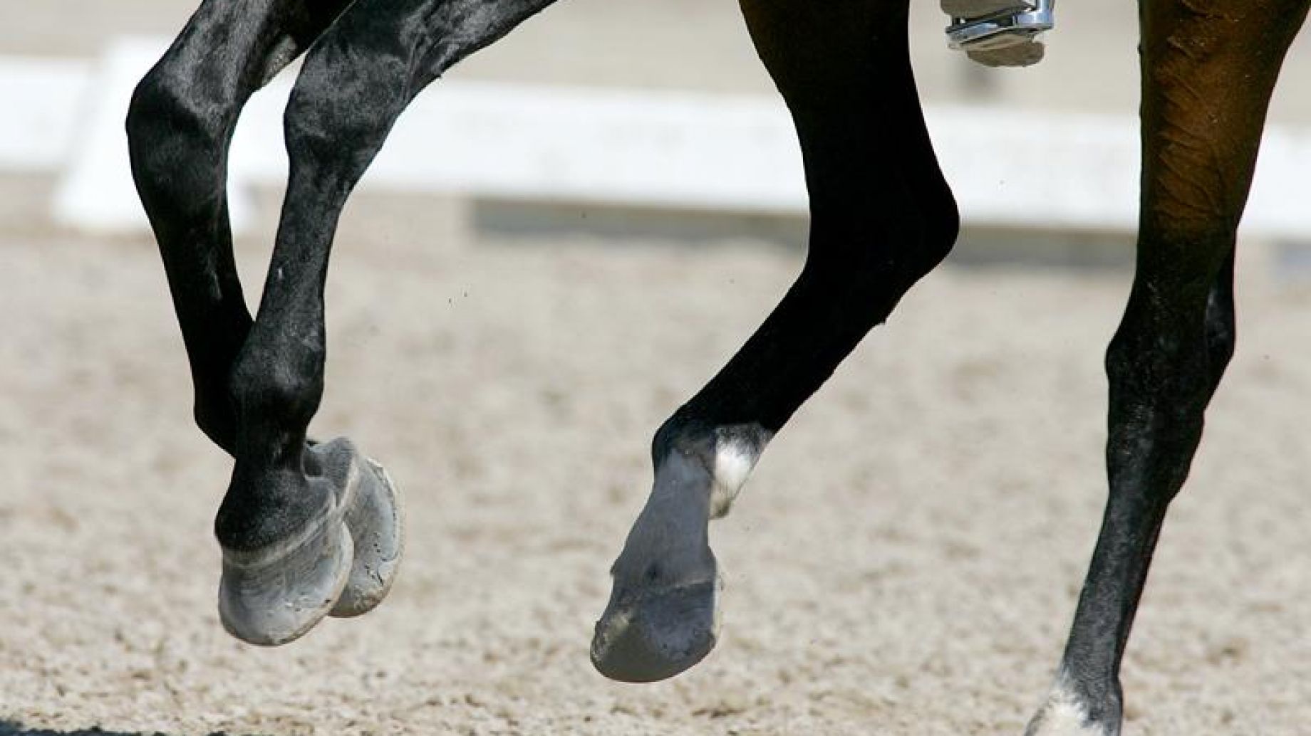 Las enfermedades más comunes en los cascos de los caballos