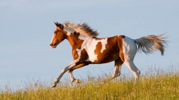 ¿Cuánto vive un caballo?  