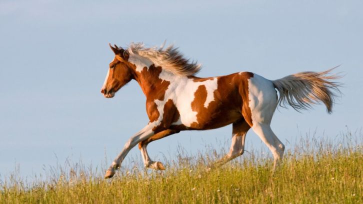 ¿Cuánto vive un caballo?