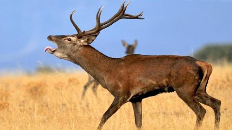 ¿Qué comen los ciervos?