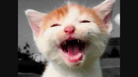 ¿Los gatos tienen cosquillas?