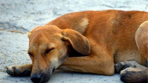 Dolor articular en perros