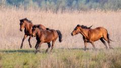 Sarna en caballos