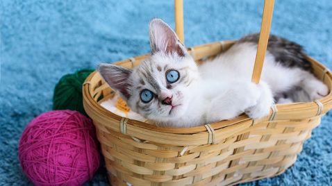 ¿QUÉ PROVOCA LA PÉRDIDA EXCESIVA DE PELO EN GATOS?