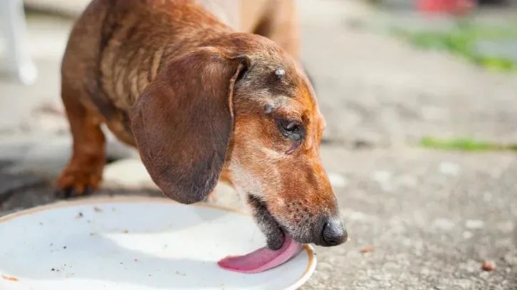 Alimento para perros viejos con pocos dientes: una guía completa
