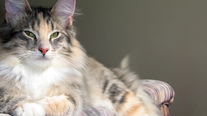 DIABETES EN GATOS: CUIDADOS Y MANEJO