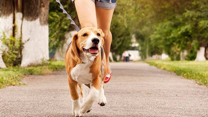 ¿Cuál es el mejor momento del día para sacar a pasear a tu perro?
